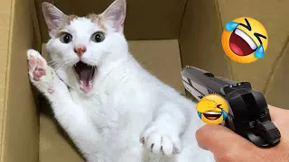 Funniest Animals 😻 New Funny Cats and Dogs Videos 🐶