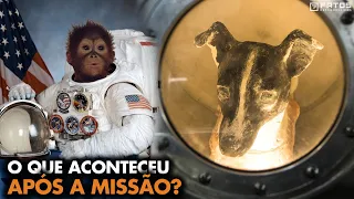 A triste história por trás dos animais enviados ao espaço