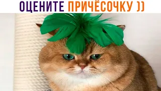 ОЦЕНИТЕ ПРИЧЁСОЧКУ ))) Приколы с котами | Мемозг 1044