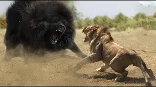 Top 10 Strongest Animals That The Lion Never Want to Meet - Blondi Foks