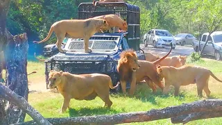 FEEDING SHOW | SAFARI WORLD BANGKOK THAILAND | CHRYSCAEL CHANNEL