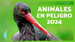 ANIMALES en PELIGRO de EXTINCIÓN 2024 🐯⚠️ (Top 10)