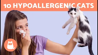 10 CAT BREEDS for PEOPLE With ALLERGIES 🐱✅ Hypoallergenic Cats