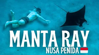 Snorkeling with Manta Rays & Wild Dolphins in Nusa Penida Bali 🇮🇩 Indonesia Travel Vlog