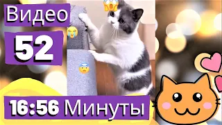 Кошки Смешная Видео Подборка - Видео 52 - 16:56 Минуты