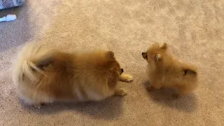 Tiny pomeranian puppy barking running cute puppy