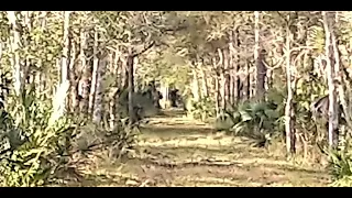 Skunk Ape Sighting and Tracks?  Florida Bigfoot?