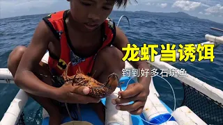 漁民用2斤的龍蝦當誘餌，釣到幾十斤石斑魚！