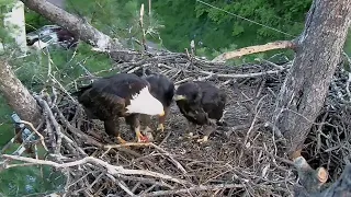 Trempealeau Eagles. Mom brings a floppy fish for breakfast for TE1 & TE2 – 05-18-2024