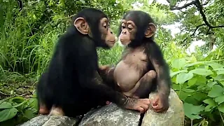 How Cute Baby Chimpanzees When Playing