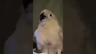 Funny parrot acting like alarm clock 😂 #funnyparrot #paharitota 😂😂