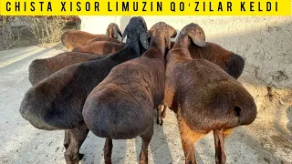 OZGINAYU SOZGINA LIMUZUN CHISTA XISOR QOʻZI QOʻCHQORLAR