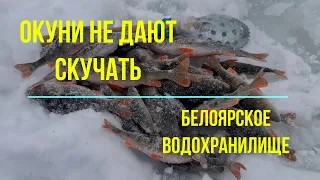 Окуни не дают скучать!!! Рыбалка на Белоярском водохранилище.