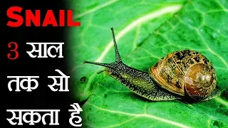 क्या आप जानते हो - घोंघा 3 साल तक सो सकता है  -  Snail Winter Hibernation Sleep Duration - TEF Ep 1