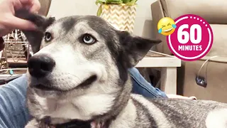 FUNNY Husky Moans for Scratches 😂 |BEST Cat & Dog Videos 2023