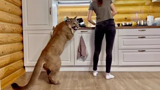 The hungriest puma in the world! Puma Messi can barely cope with emotions and asks Masha for dinner