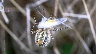 Big Garden spider wraps up a grasshopper.