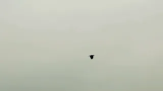 Crow Flying in rain