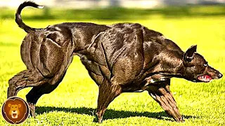 Die elf muskulösesten Hunderassen der Welt