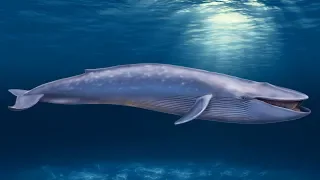 Płetwal Błękitny - największe zwierzę jakie kiedykolwiek żyło na Ziemi