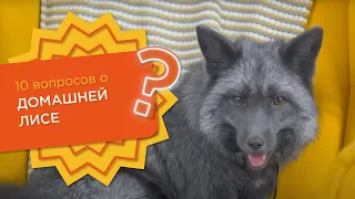 10 вопросов о ДОМАШНЕЙ ЛИСЕ 🦊