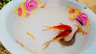 Catch Unique Little Frogs | Catching And Finding A Lot Of Beautiful Baby Koi Fish, Angel Fish#49