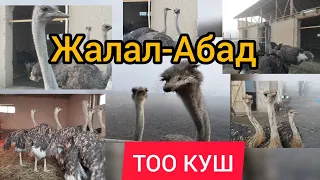 ТОО КУШ ЖАЛАЛ-АБАД