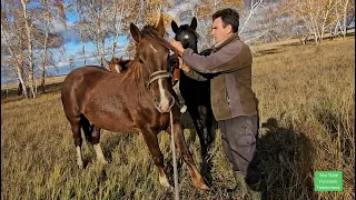 Поймал дикую лошадь в поле. Вот как это было!