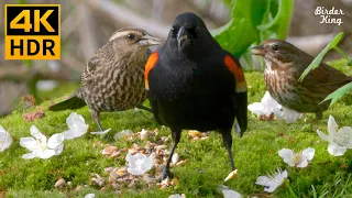 Cat TV for Cats to Watch 😺🌸 Beautiful Birds, Squirrels, Ducks in the Woods 🐦 8 Hours(4K HDR)