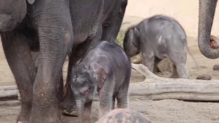 Das neue Elefantenbaby im Zoo Hannover