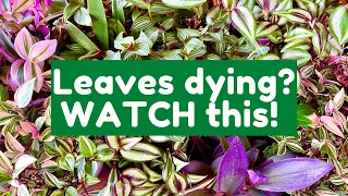 Why The Leaves On Your Tradescantia Are Dying | Tradescantia Care Guide