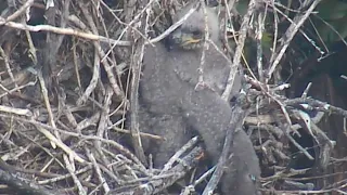 Sauces Canyon Channel Islands Eagles - Eaglet Fell From The Nest! 5.1.24