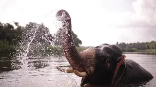 Купание СЛОНА.Bathing an elephant