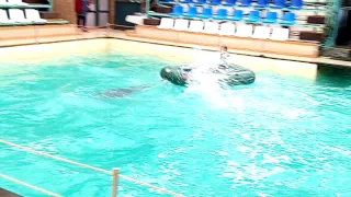 Дельфин катает  девочку на лодке  в Ростовском дельфинарии.