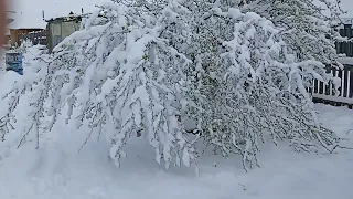 Погода сошла с ума. На моей памяти столько снега в мае ещё не было