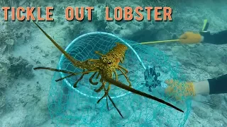 How to Tickle Spiny Lobster out of a Hole or Ledge