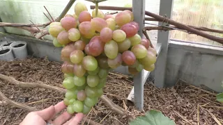 Прореживание виноградных гроздей. Как и для чего?