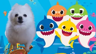 Baby Shark(Dog Cover)