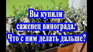 Вы купили саженец винограда. Что дальше? / You bought a grape seedling. What to do with it next?