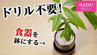 100均の食器に穴をあけて観葉植物の鉢にしよう♪【パキラの植え替え】