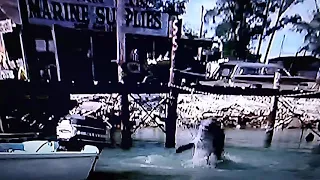 Flipper Intro show from 1960's