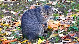 Футаж Кошка умывается. Осенний футаж с кошкой. Футажи для видеомонтажа. Осенние футажи. Видеофутажи