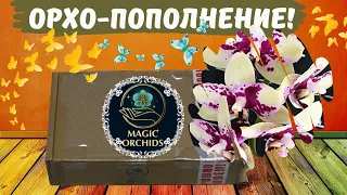 Орхидейное пополнение! Супер посылка с новыми орхидеями