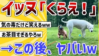 【2ch動物スレ】イッヌ「くらえ！」突然のイタズラに女の子が悶絶→その結果ｗｗ