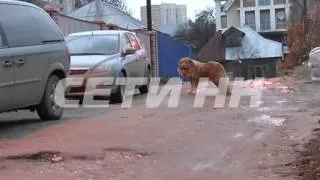 Бездомный пес держит в страхе жителей Советского района