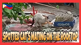 SPOTTED CAT'S MATING ON THE ROOFTOP | CAT'S COMPILATION @ecfranciscoofficial1977