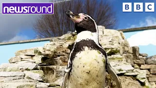 Penguin in bid to become world champion | Newsround