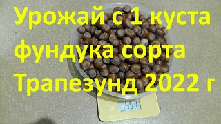 Урожай с 1 куста фундука сорта Трапезунд 2022