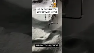 Леденящая душу находка в Арктике 🥶