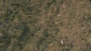 Arctic Wolf Chasing Calf